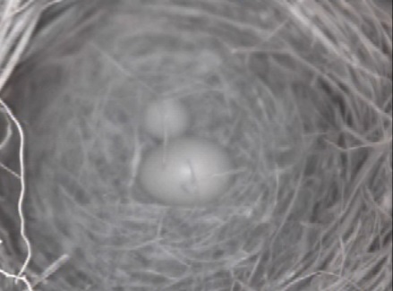 Bluebird live nest cam 2014